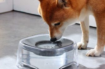 강아지 자동 급수기